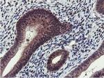 Cystatin 2 Antibody in Immunohistochemistry (Paraffin) (IHC (P))