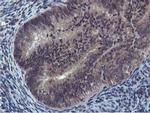 Cystatin 2 Antibody in Immunohistochemistry (Paraffin) (IHC (P))