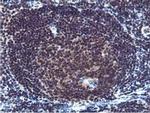 Cystatin 2 Antibody in Immunohistochemistry (Paraffin) (IHC (P))