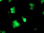 RFXANK Antibody in Immunocytochemistry (ICC/IF)