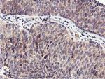 RFXANK Antibody in Immunohistochemistry (Paraffin) (IHC (P))