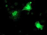 RFXANK Antibody in Immunocytochemistry (ICC/IF)