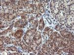 RFXANK Antibody in Immunohistochemistry (Paraffin) (IHC (P))