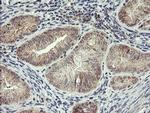 RFXANK Antibody in Immunohistochemistry (Paraffin) (IHC (P))