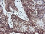 RFXANK Antibody in Immunohistochemistry (Paraffin) (IHC (P))