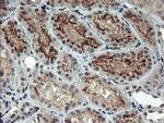 RFXANK Antibody in Immunohistochemistry (Paraffin) (IHC (P))