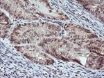 RFXANK Antibody in Immunohistochemistry (Paraffin) (IHC (P))