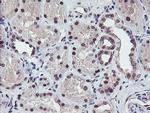 RFXANK Antibody in Immunohistochemistry (Paraffin) (IHC (P))