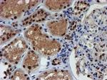 RFXANK Antibody in Immunohistochemistry (Paraffin) (IHC (P))