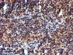 RFXANK Antibody in Immunohistochemistry (Paraffin) (IHC (P))