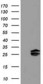 Pallidin Antibody in Western Blot (WB)