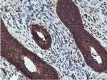 RUVBL2 Antibody in Immunohistochemistry (Paraffin) (IHC (P))