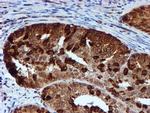 RUVBL2 Antibody in Immunohistochemistry (Paraffin) (IHC (P))