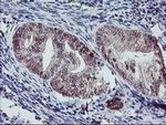 GADD34 Antibody in Immunohistochemistry (Paraffin) (IHC (P))