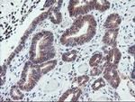 GADD34 Antibody in Immunohistochemistry (Paraffin) (IHC (P))