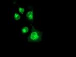 Neuroplastin Antibody in Immunocytochemistry (ICC/IF)