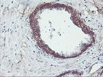 Neuroplastin Antibody in Immunohistochemistry (Paraffin) (IHC (P))