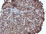 REEP2 Antibody in Immunohistochemistry (Paraffin) (IHC (P))