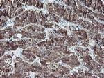 REEP2 Antibody in Immunohistochemistry (Paraffin) (IHC (P))