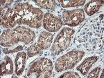 REEP2 Antibody in Immunohistochemistry (Paraffin) (IHC (P))