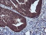 NLN Antibody in Immunohistochemistry (Paraffin) (IHC (P))