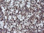 NLN Antibody in Immunohistochemistry (Paraffin) (IHC (P))