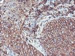 CYP2B6 Antibody in Immunohistochemistry (Paraffin) (IHC (P))