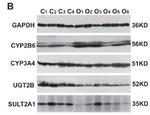 CYP2B6 Antibody in Western Blot (WB)