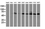 CYP2B6 Antibody in Western Blot (WB)