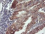 CAMLG Antibody in Immunohistochemistry (Paraffin) (IHC (P))