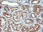 CAMLG Antibody in Immunohistochemistry (Paraffin) (IHC (P))