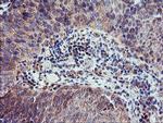 CAMLG Antibody in Immunohistochemistry (Paraffin) (IHC (P))