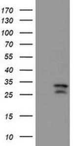 CAMLG Antibody in Western Blot (WB)