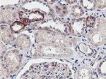 Neuroplastin Antibody in Immunohistochemistry (Paraffin) (IHC (P))