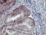 Neuroplastin Antibody in Immunohistochemistry (Paraffin) (IHC (P))