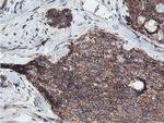 Neuroplastin Antibody in Immunohistochemistry (Paraffin) (IHC (P))