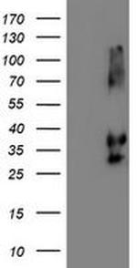 Neuroplastin Antibody in Western Blot (WB)