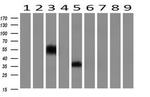 Neuroplastin Antibody in Western Blot (WB)