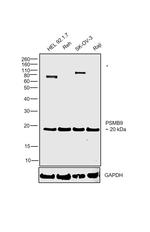 PSMB9 Antibody in Western Blot (WB)