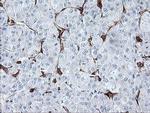 BCAT1 Antibody in Immunohistochemistry (Paraffin) (IHC (P))