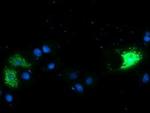 CAMLG Antibody in Immunocytochemistry (ICC/IF)