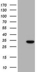 CAMLG Antibody in Western Blot (WB)