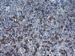 SH2D2A Antibody in Immunohistochemistry (Paraffin) (IHC (P))