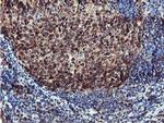 PSMB7 Antibody in Immunohistochemistry (Paraffin) (IHC (P))