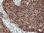 PSMB7 Antibody in Immunohistochemistry (Paraffin) (IHC (P))