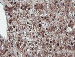 PSMB7 Antibody in Immunohistochemistry (Paraffin) (IHC (P))