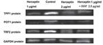 ACD Antibody in Western Blot (WB)