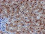 LIM1 Antibody in Immunohistochemistry (Paraffin) (IHC (P))