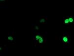 LIM1 Antibody in Immunocytochemistry (ICC/IF)