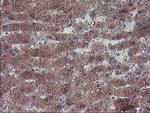 LIM1 Antibody in Immunohistochemistry (Paraffin) (IHC (P))